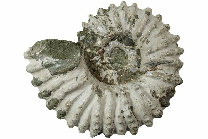 Bumpy Ammonite (Douvilleiceras) Fossil - Madagascar #224586